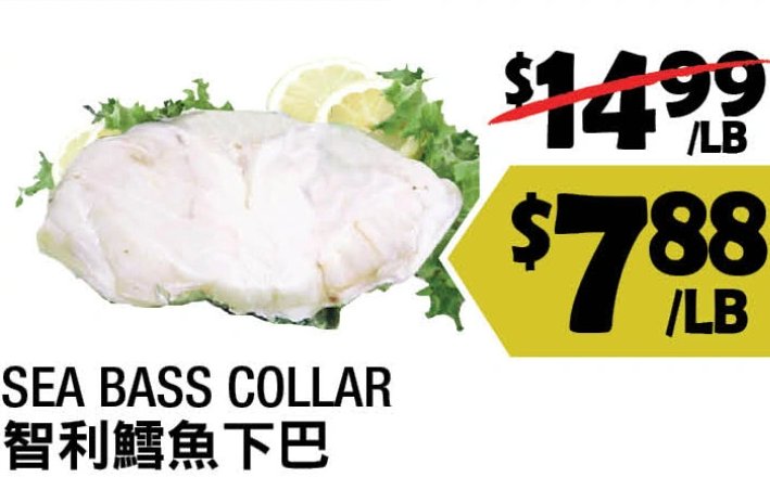 SEA BASS COLLAR
