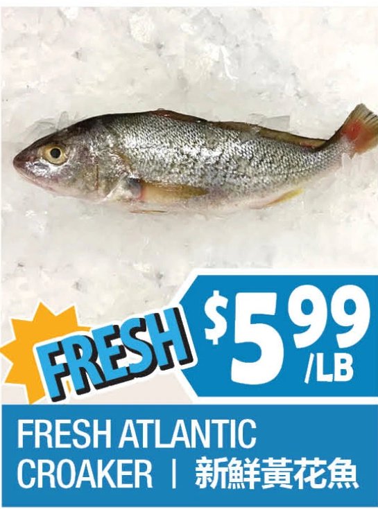 FRESH ATLANTIC CROAKER