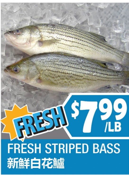 FRESH STRIPED BASS