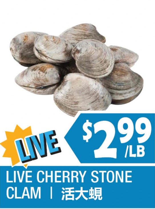 LIVE CHERRY STONE CLAM