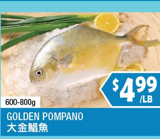 GOLDEN POMPANO