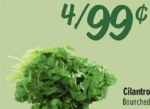Cilantro