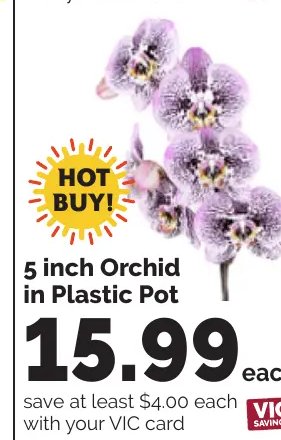 Orchid in Plastic Pot