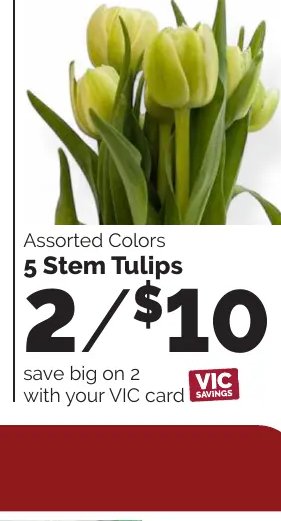 5 Stem Tulips