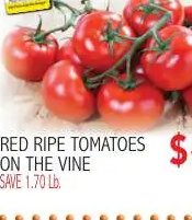 RED RIPE TOMATOES ON THE VINE