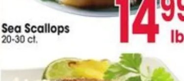 Sea Scallops
