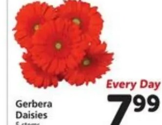 Gerbera Daisies