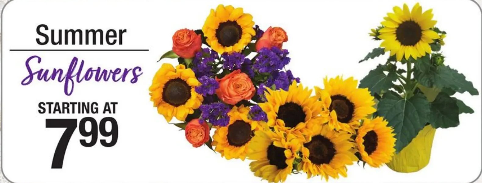 Summer Sunflowers