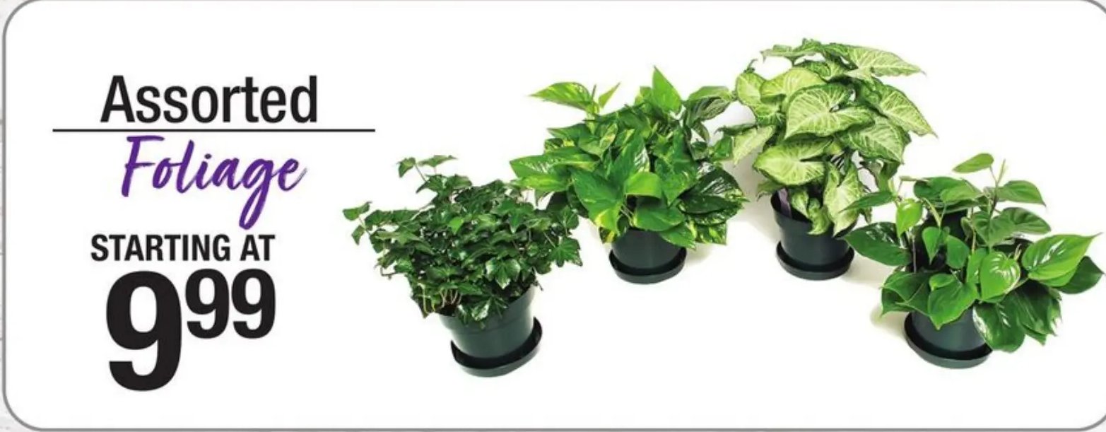 Assorted Foliage