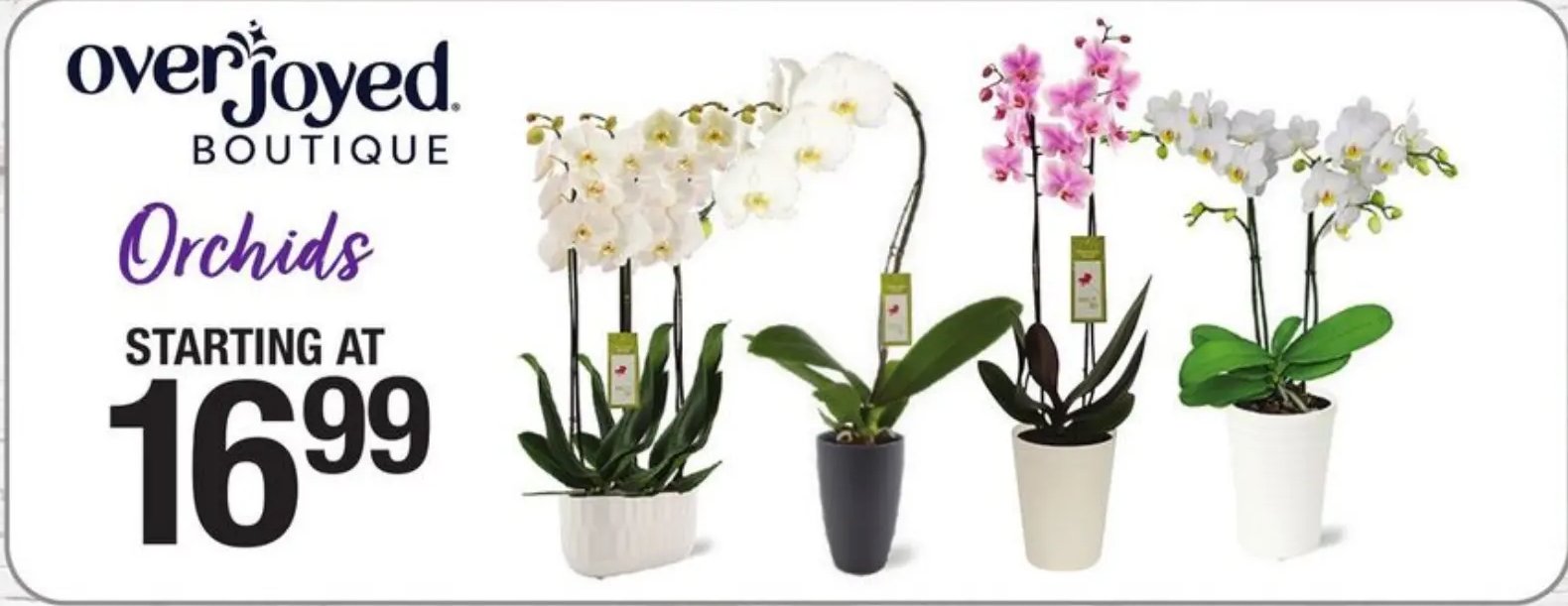 Orchids