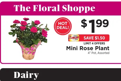 Mini Rose Plant