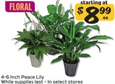 Peace Lily