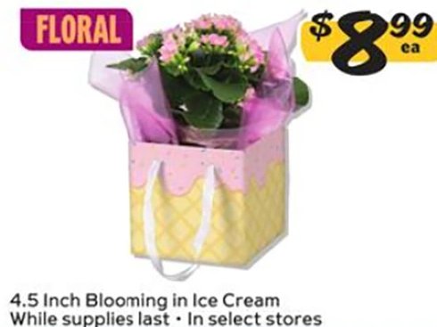 4.5 Inch Blooming in Ice Cream